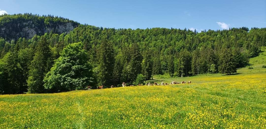Place Royale Pour 10 A 12 Personnes A 30 Met Des Pistes De Ski Et Vtt Métabief Zewnętrze zdjęcie
